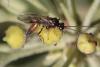 Mesoleptus sp.